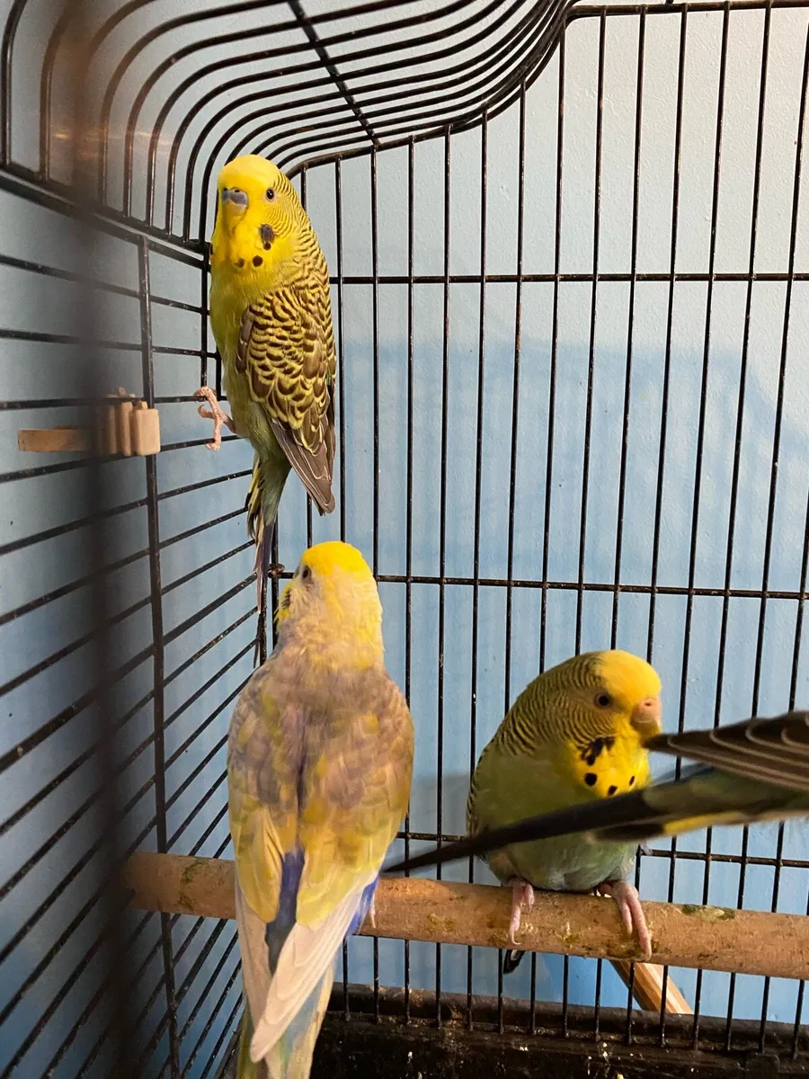 Budgies - Image 1