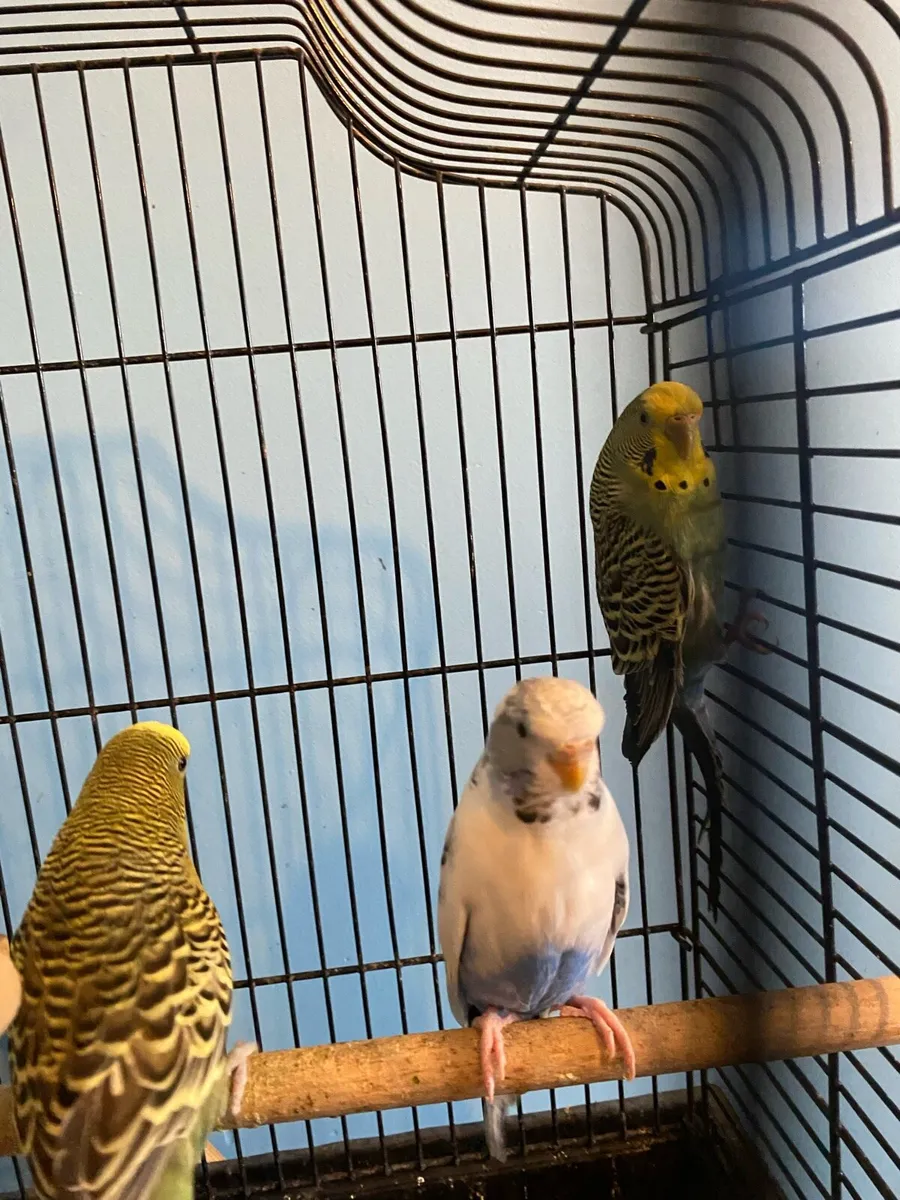 Budgies - Image 2