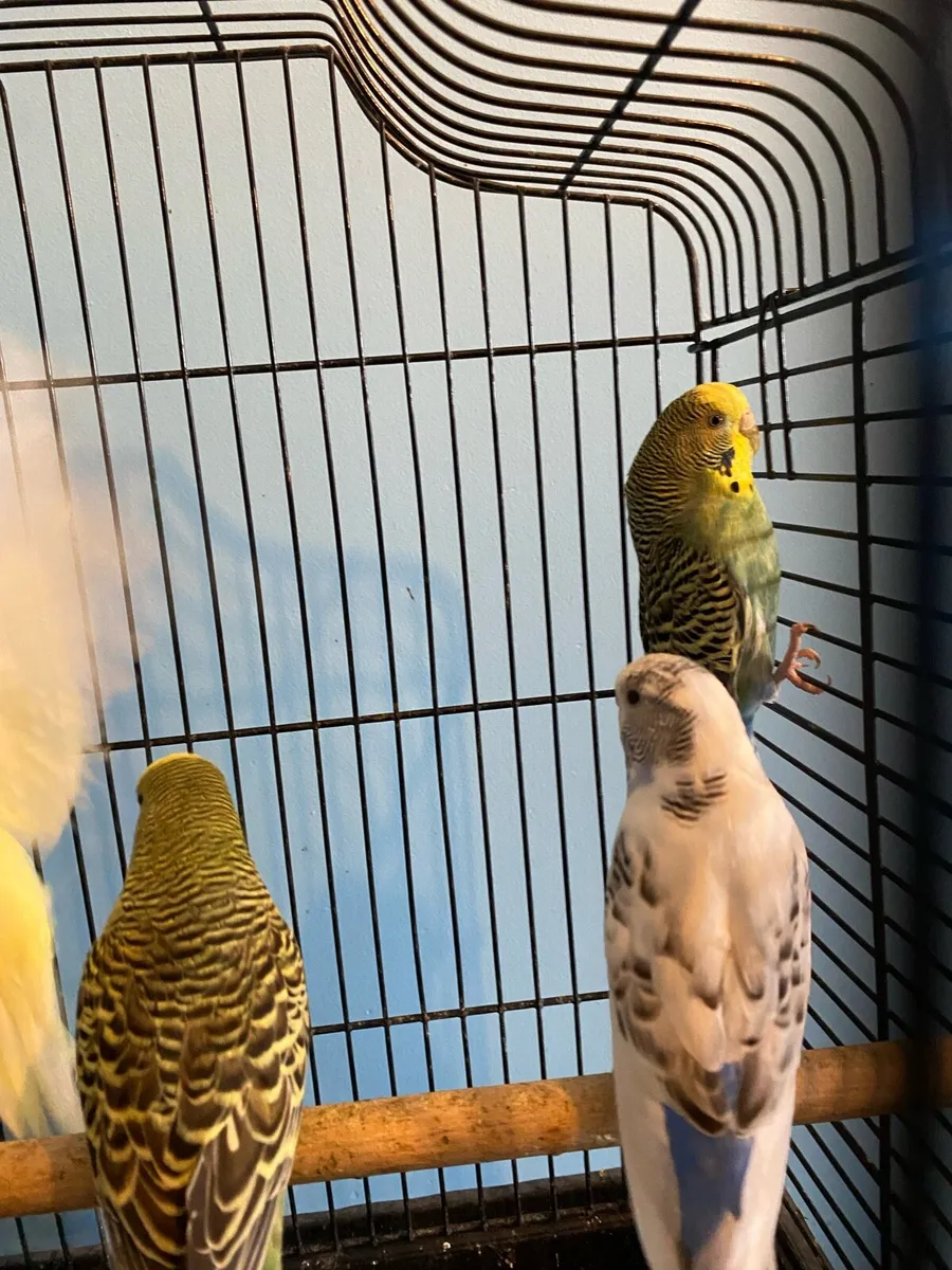 Budgies - Image 3