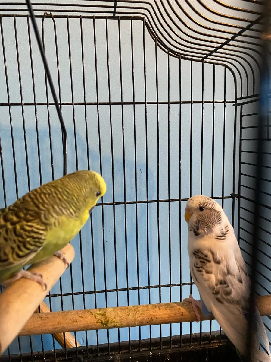 Budgies - Image 4