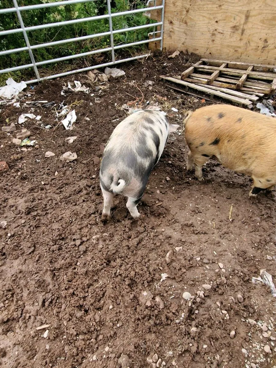 2 sow pigs - Image 4