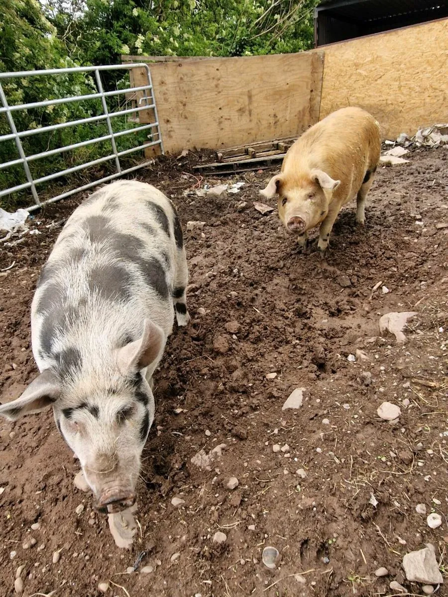 2 sow pigs - Image 2