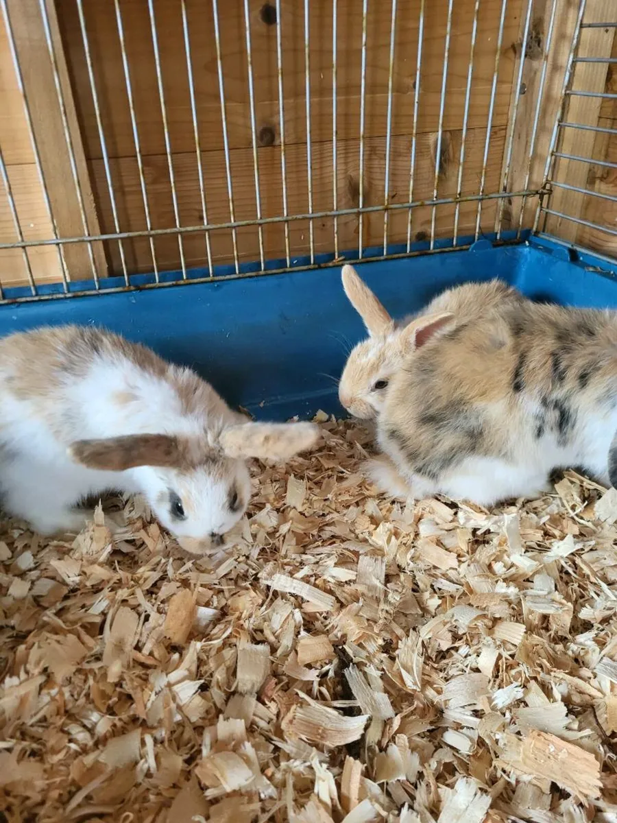 Mini Lops - Image 3