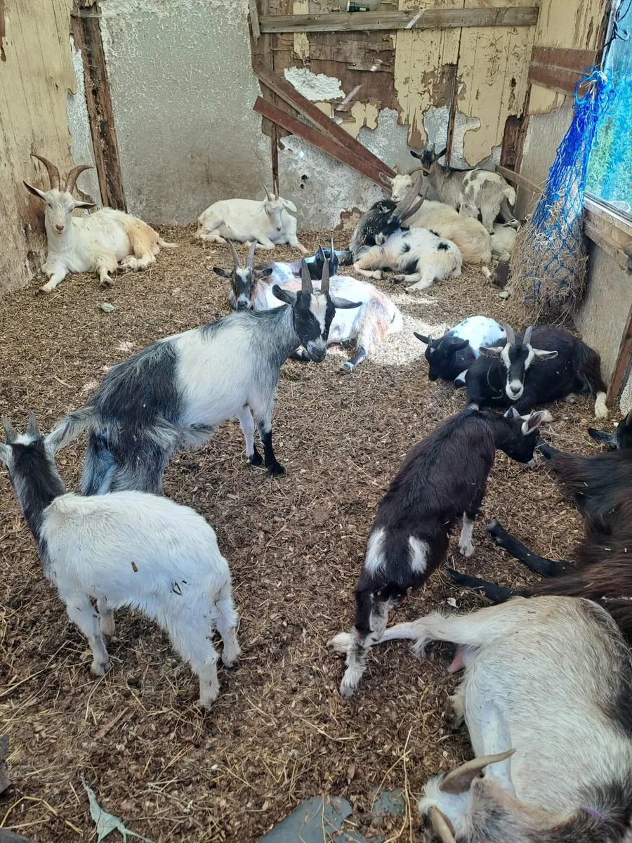 Goats