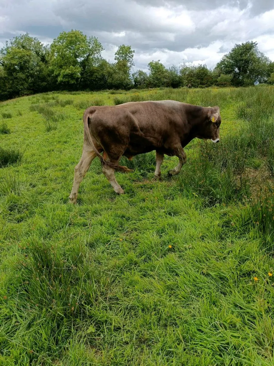 Brown Swiss - Image 2