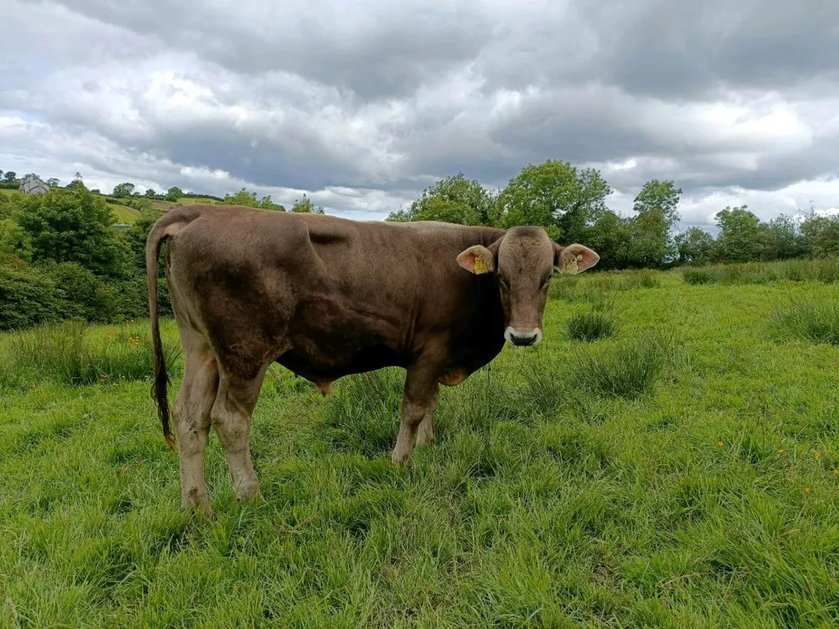 Brown Swiss - Image 1