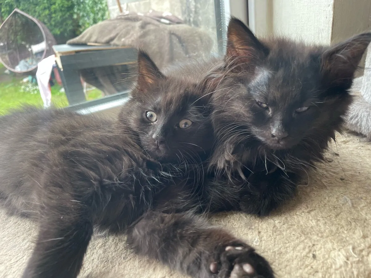 Kittens - Image 3