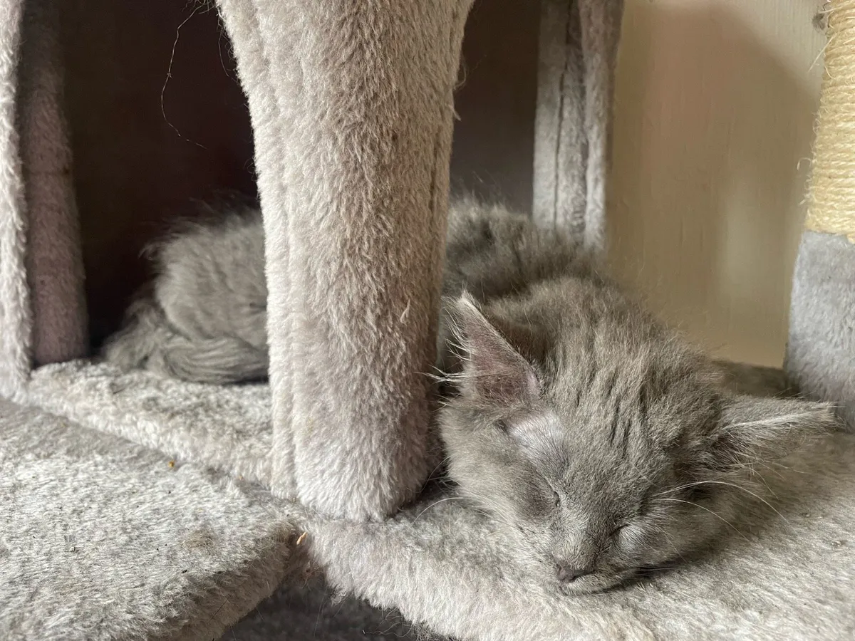 Kittens - Image 4
