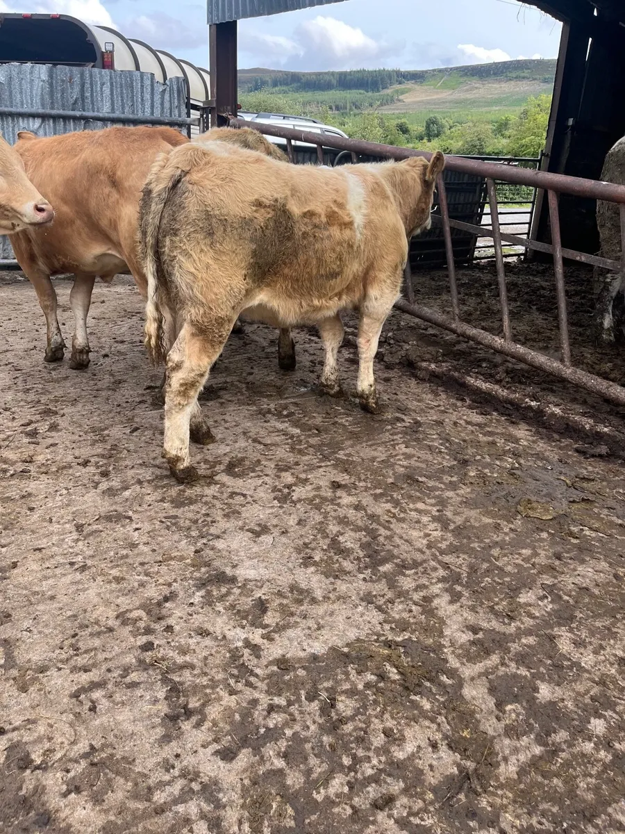 Store heifers - Image 1