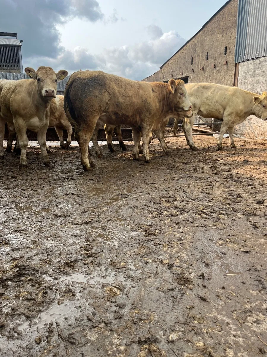 Store heifers - Image 3