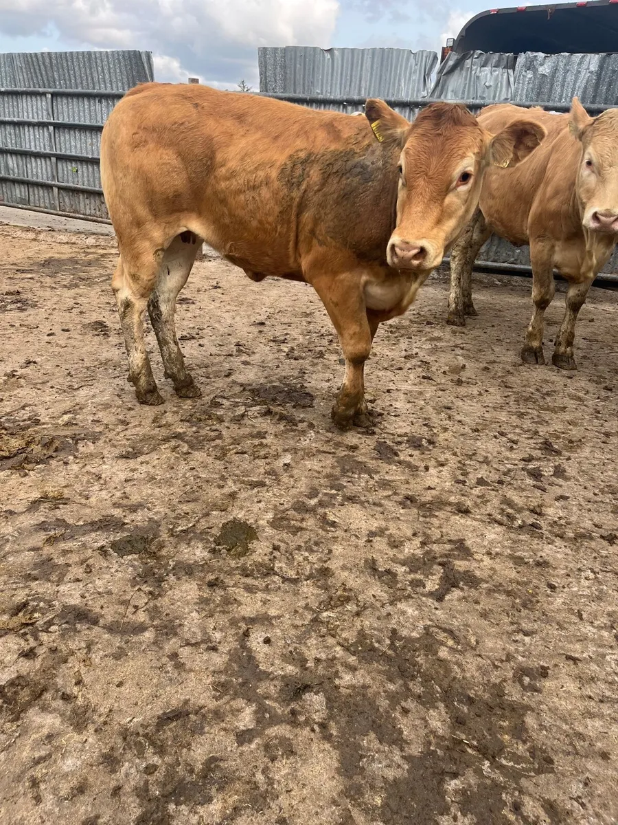Store heifers - Image 4