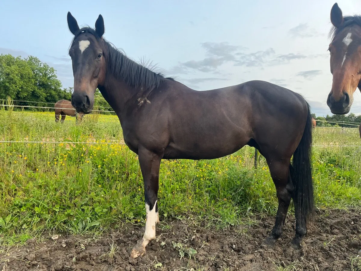 Smart Gelding - Image 1