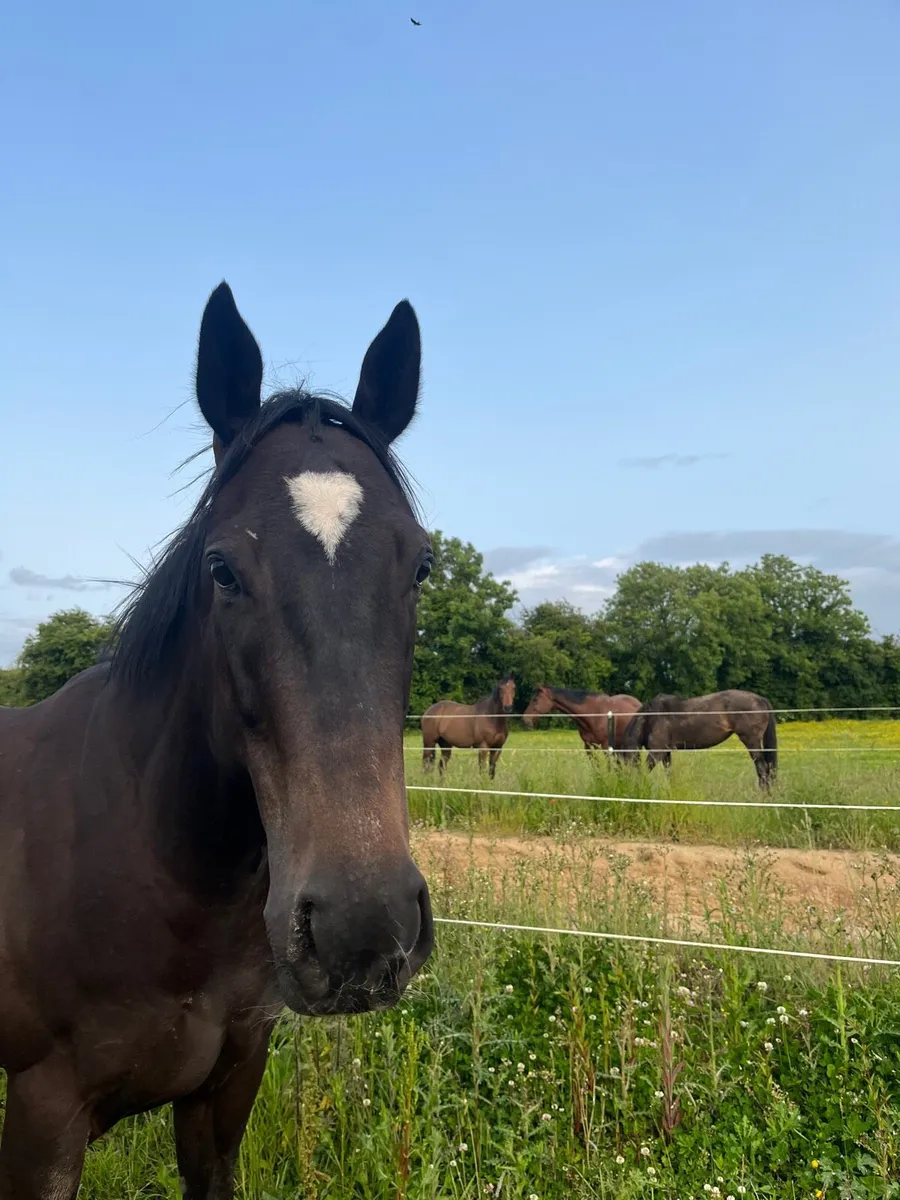 Smart Gelding - Image 3