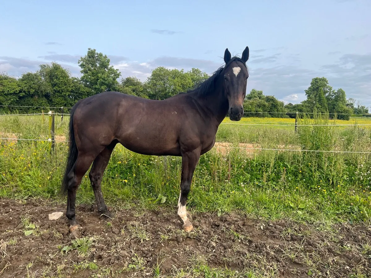 Smart Gelding - Image 4