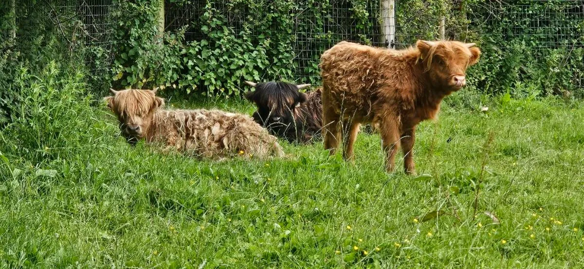 Hiighland Cattle - Image 2