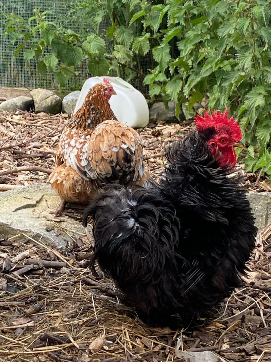 Pekin pair & off heat ducklings - Image 2