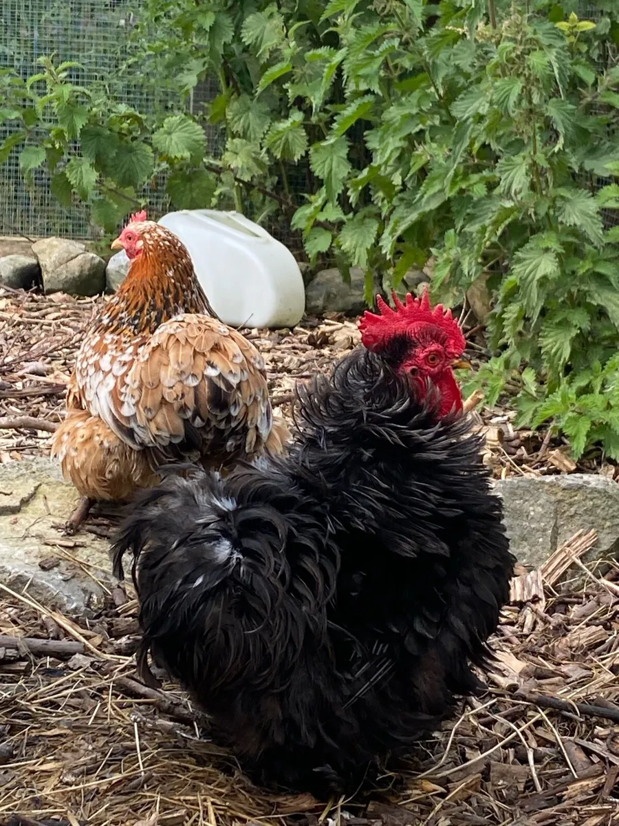 Pekin pair & off heat ducklings - Image 3