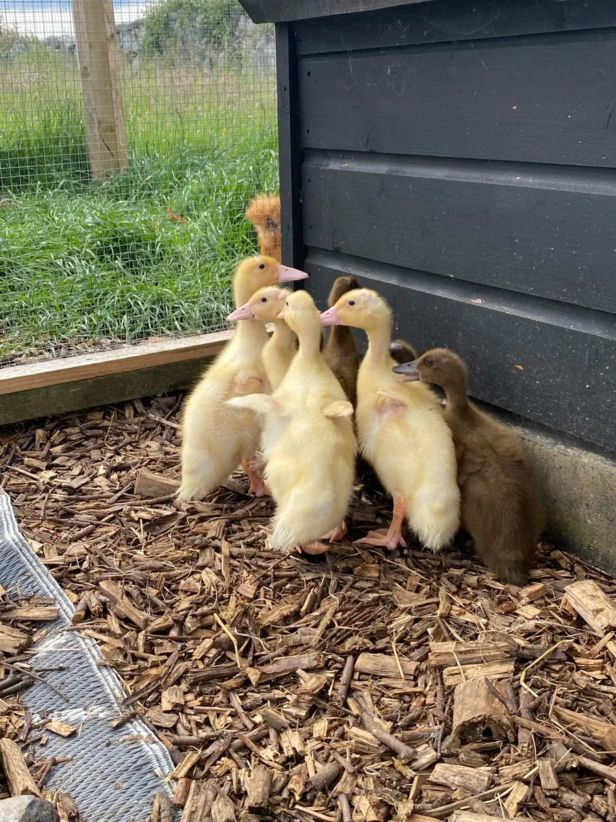 Aylesbury & Khaki Campbell & silkie rooster - Image 2