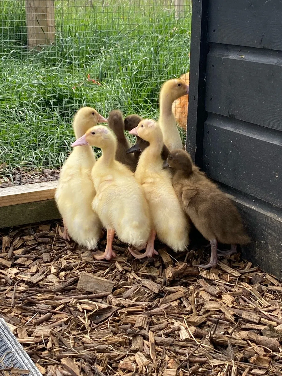 Aylesbury & Khaki Campbell & silkie rooster - Image 3