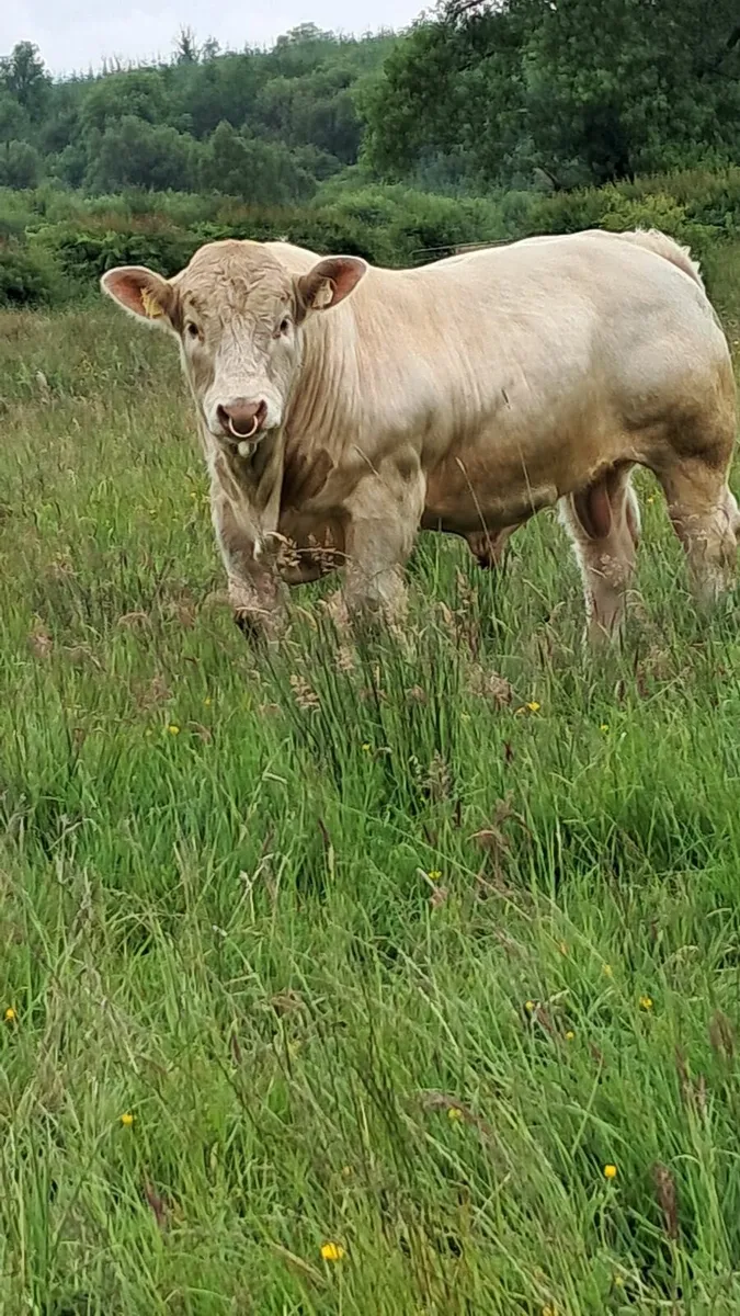Pedigree charolais bulls - Image 4