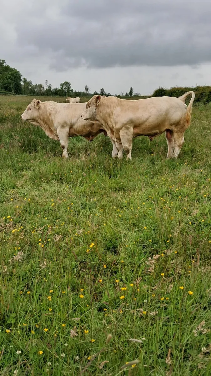 Pedigree charolais bulls - Image 3