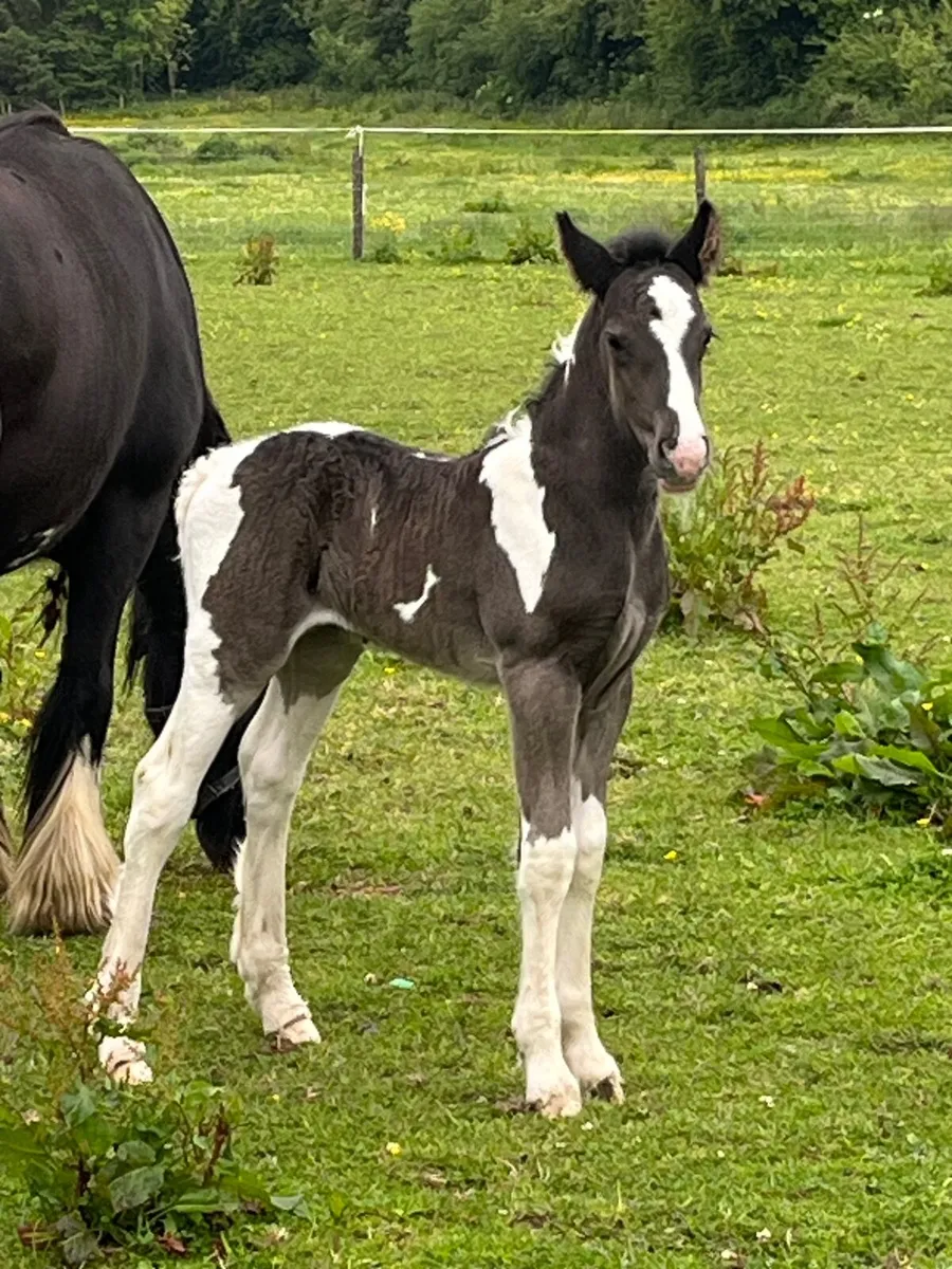Horse - Image 3