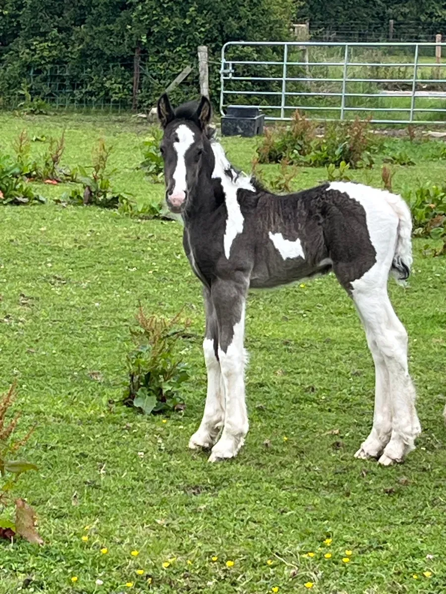 Horse - Image 4