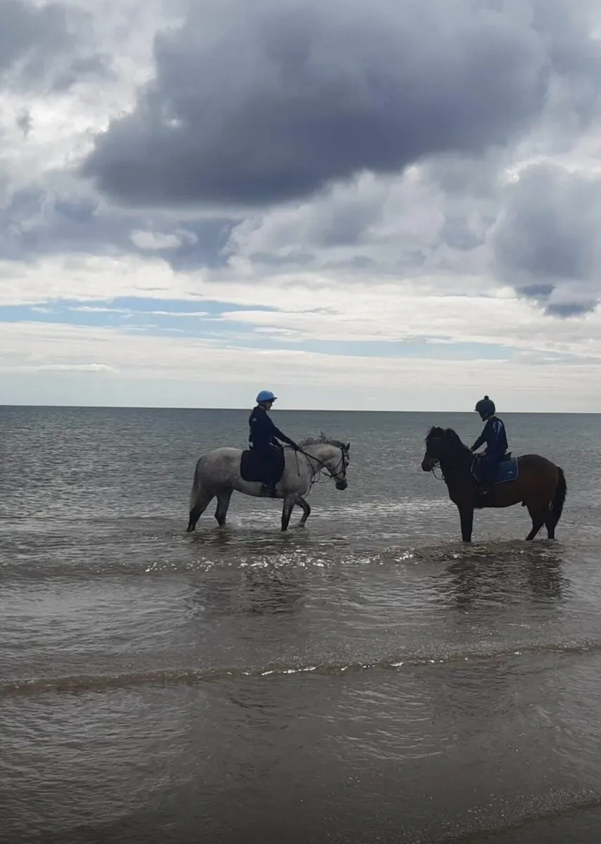 GREAT FIRST PONY/PONY CLUB PONY - Image 1