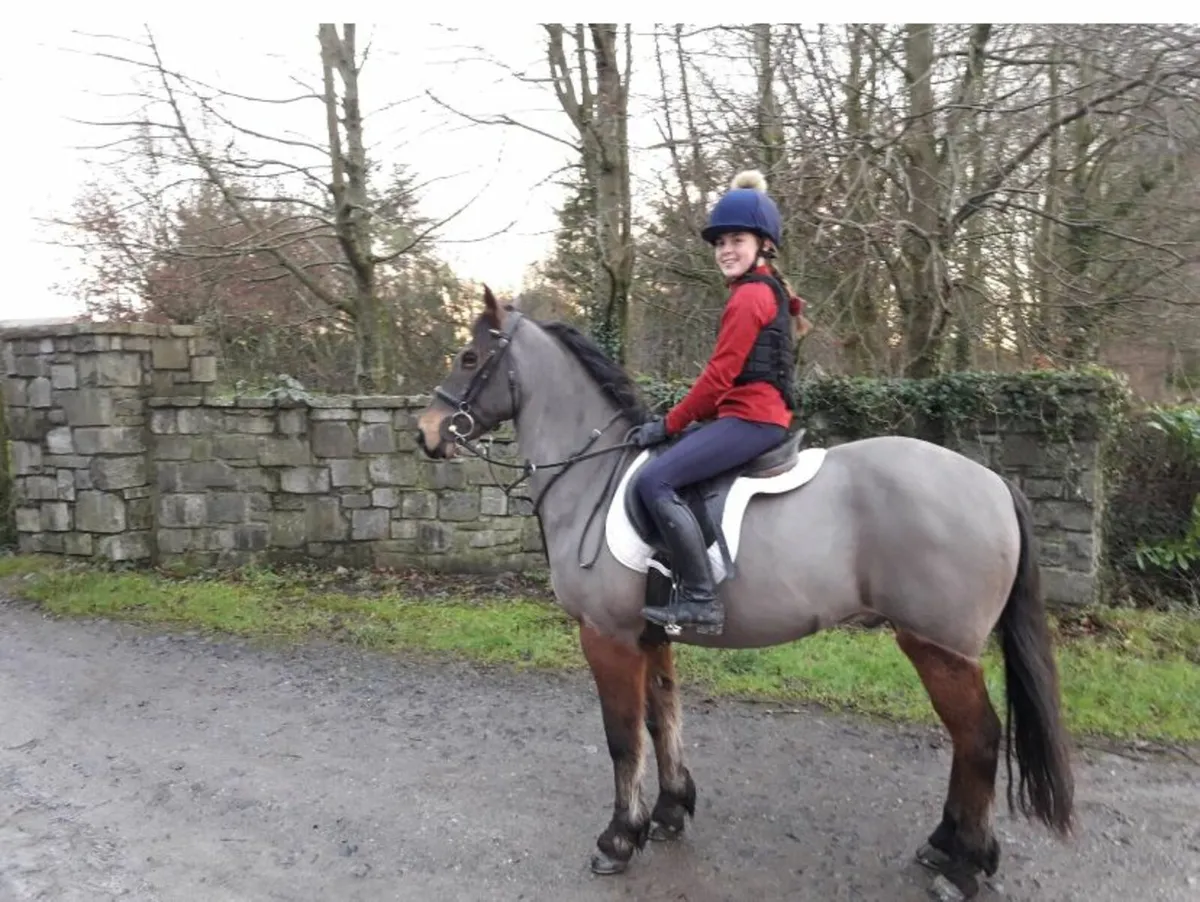 GREAT FIRST PONY/PONY CLUB PONY - Image 3