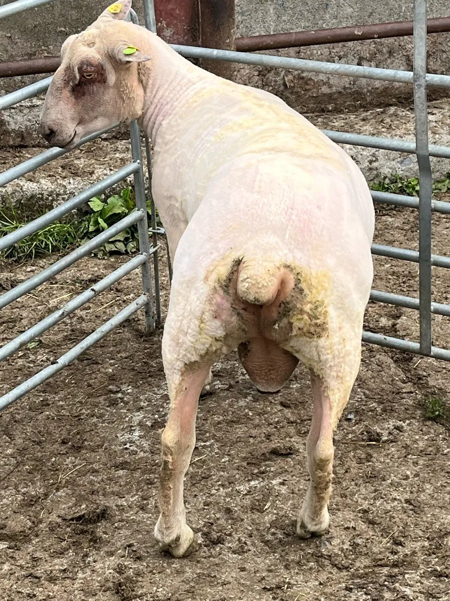 Charollais Hogget Ram - Image 2