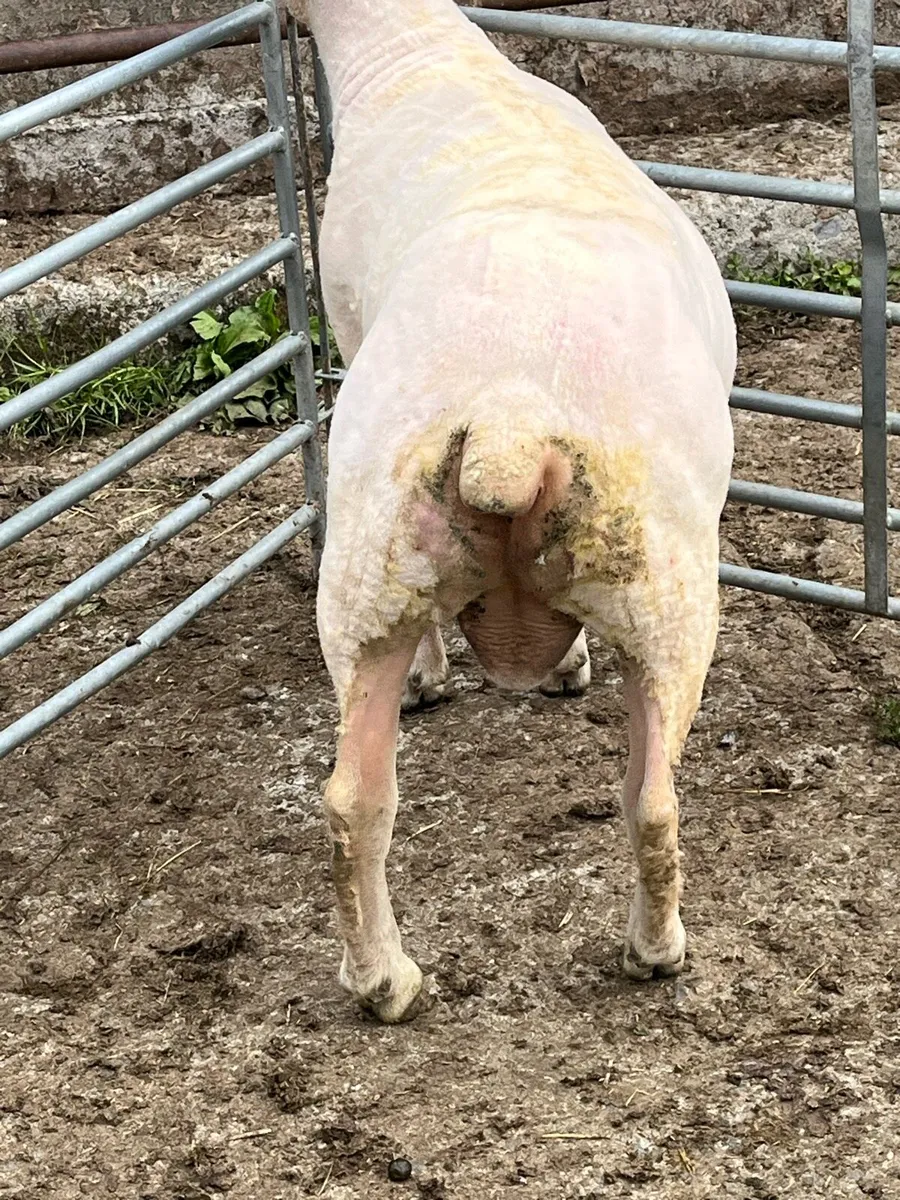 Charollais Hogget Ram - Image 3