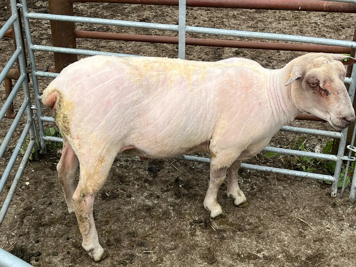 Charollais Hogget Ram - Image 1