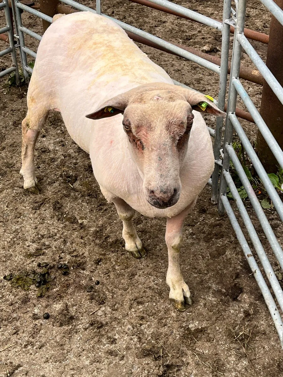 Charollais Hogget Ram - Image 4