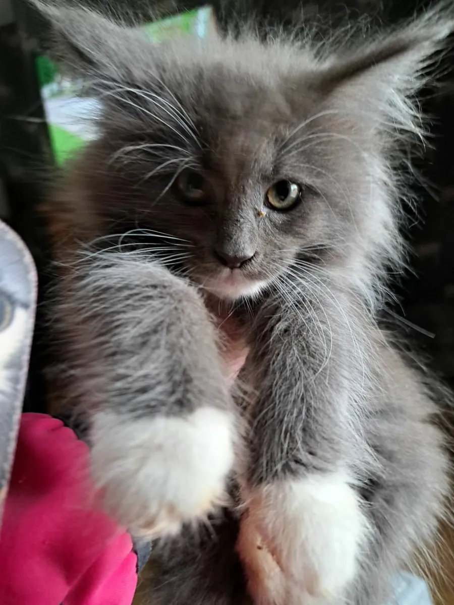 Full bred Maine Coon Kittens - Image 1