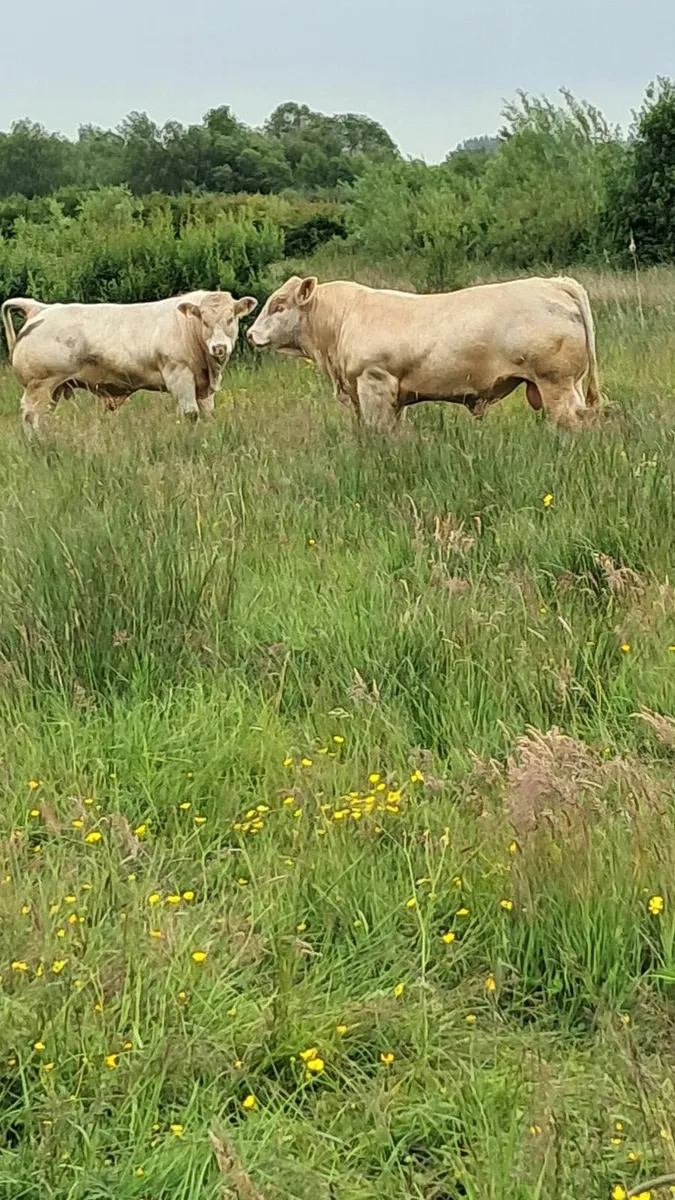 Pedigree charolais bulls - Image 2