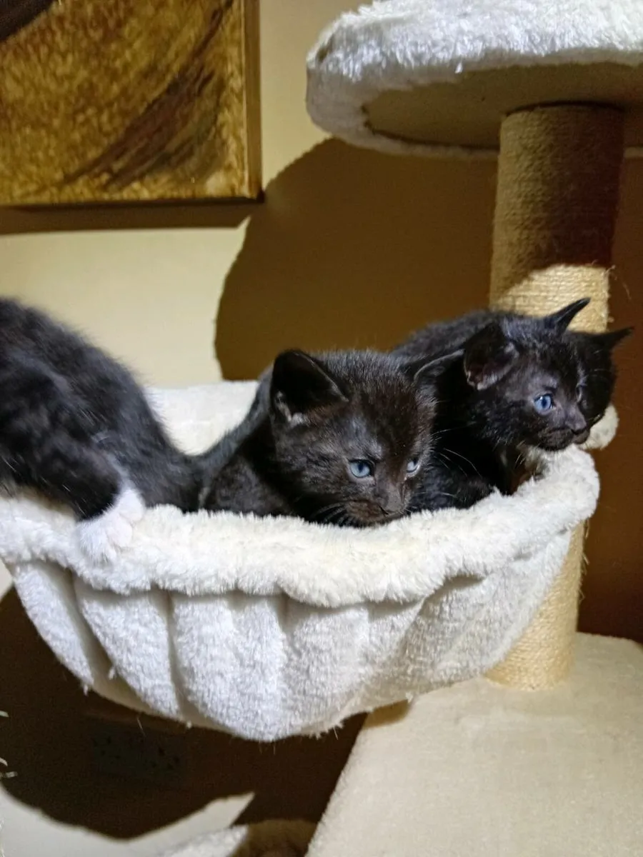 Kittens - Image 2