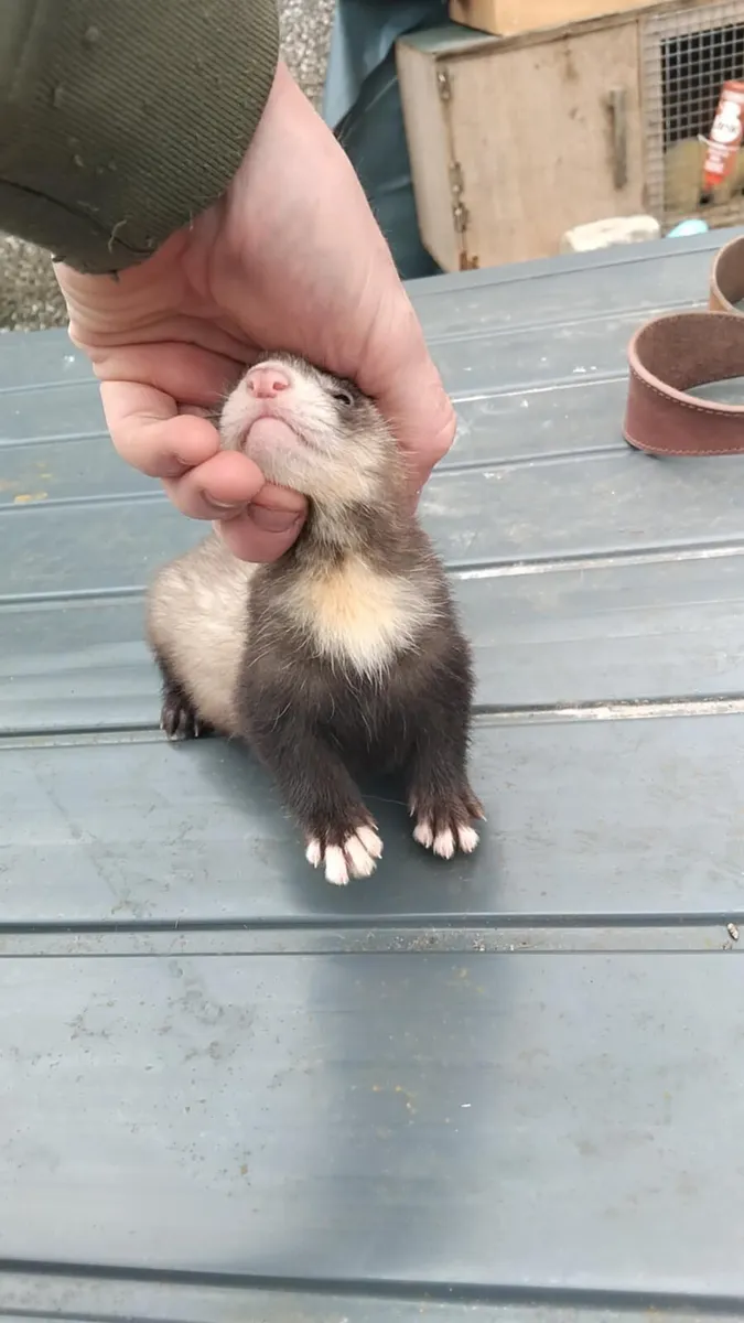 Ferrets - Image 1
