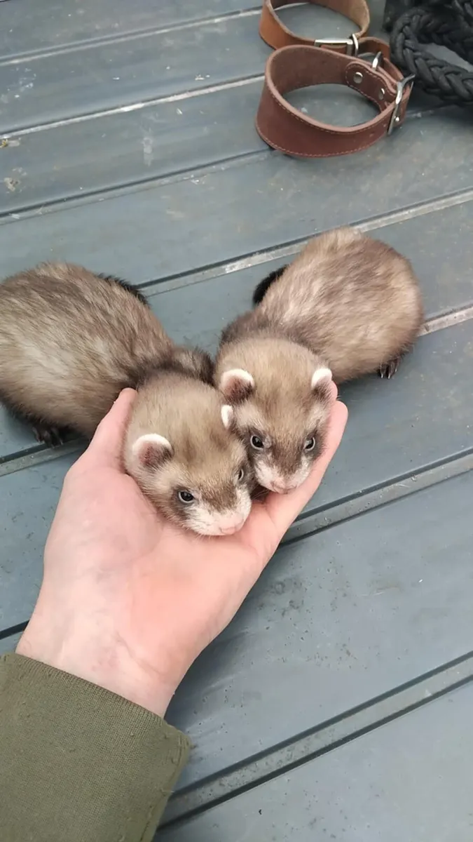 Ferrets - Image 2