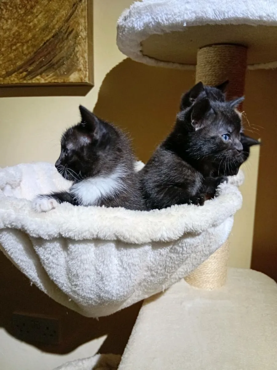 Kittens - Image 3