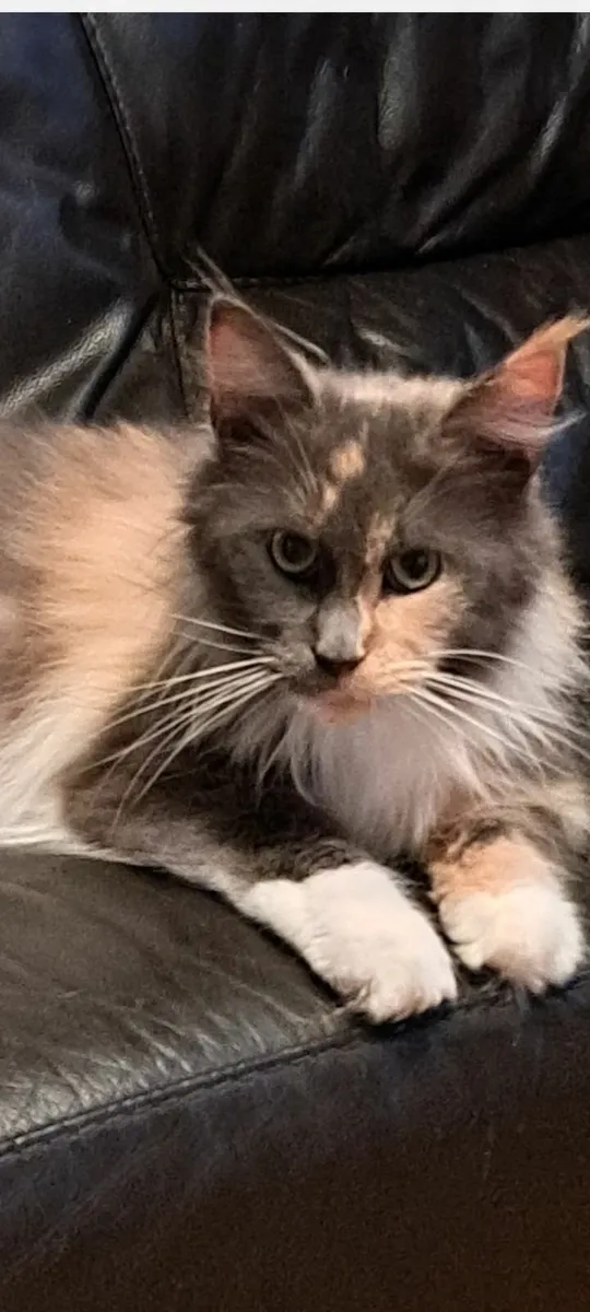 Full bred Maine Coon Kittens - Image 3