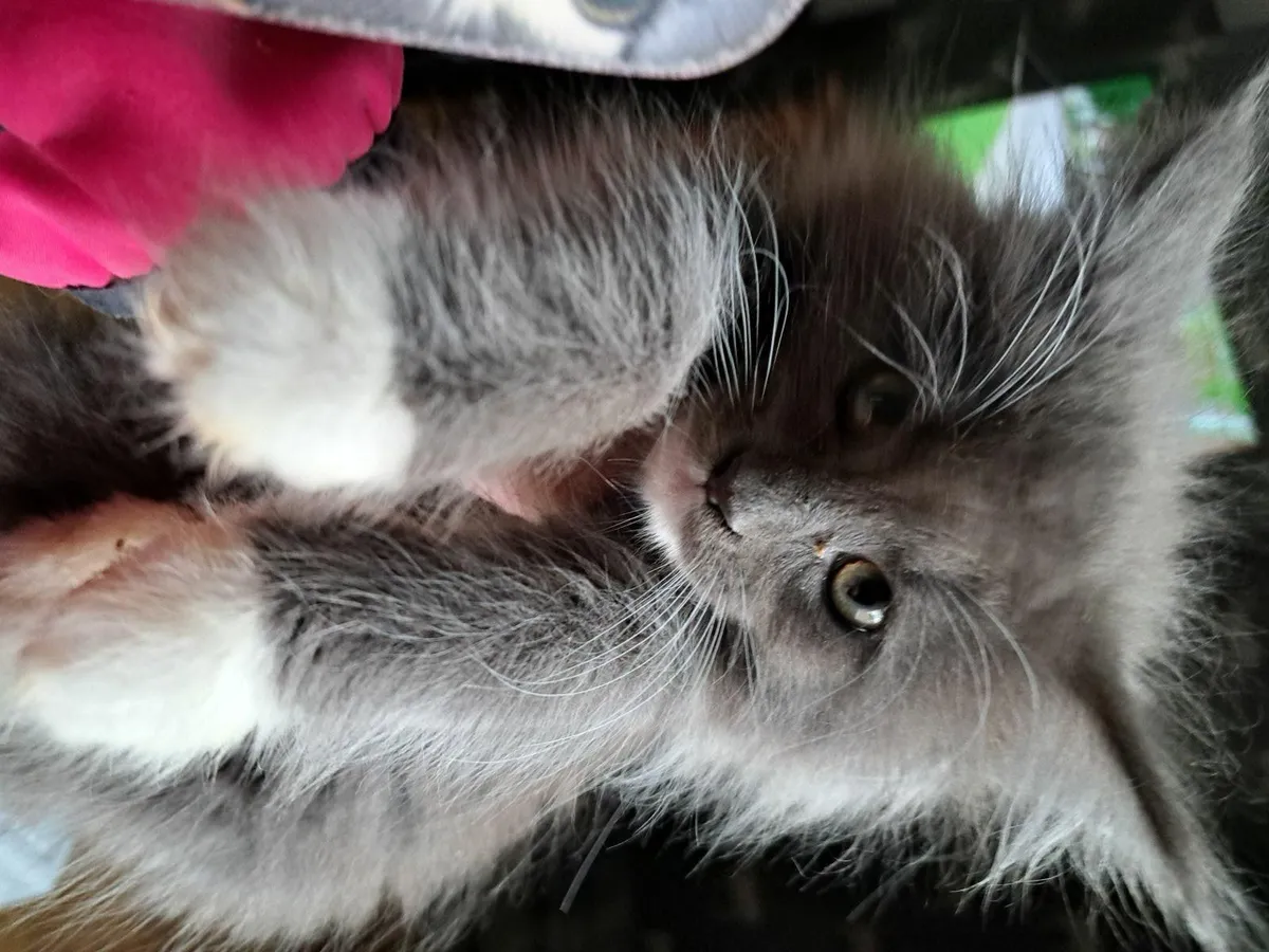 Full bred Maine Coon Kittens - Image 2