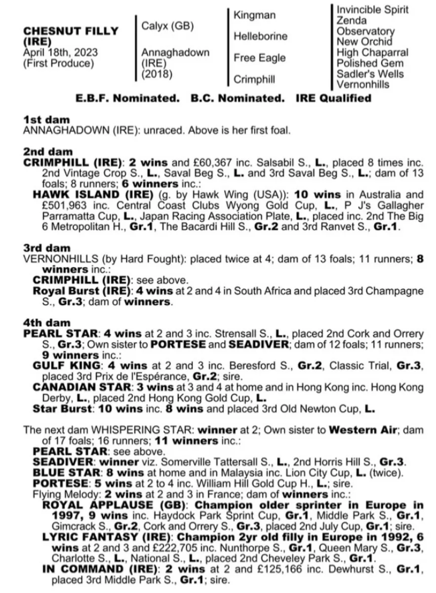 Calyx 2yo Filly - Image 3