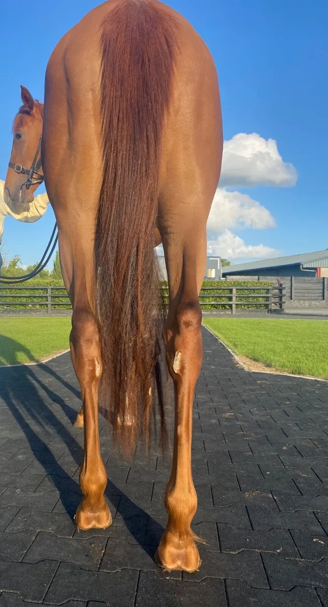 Calyx 2yo Filly - Image 4