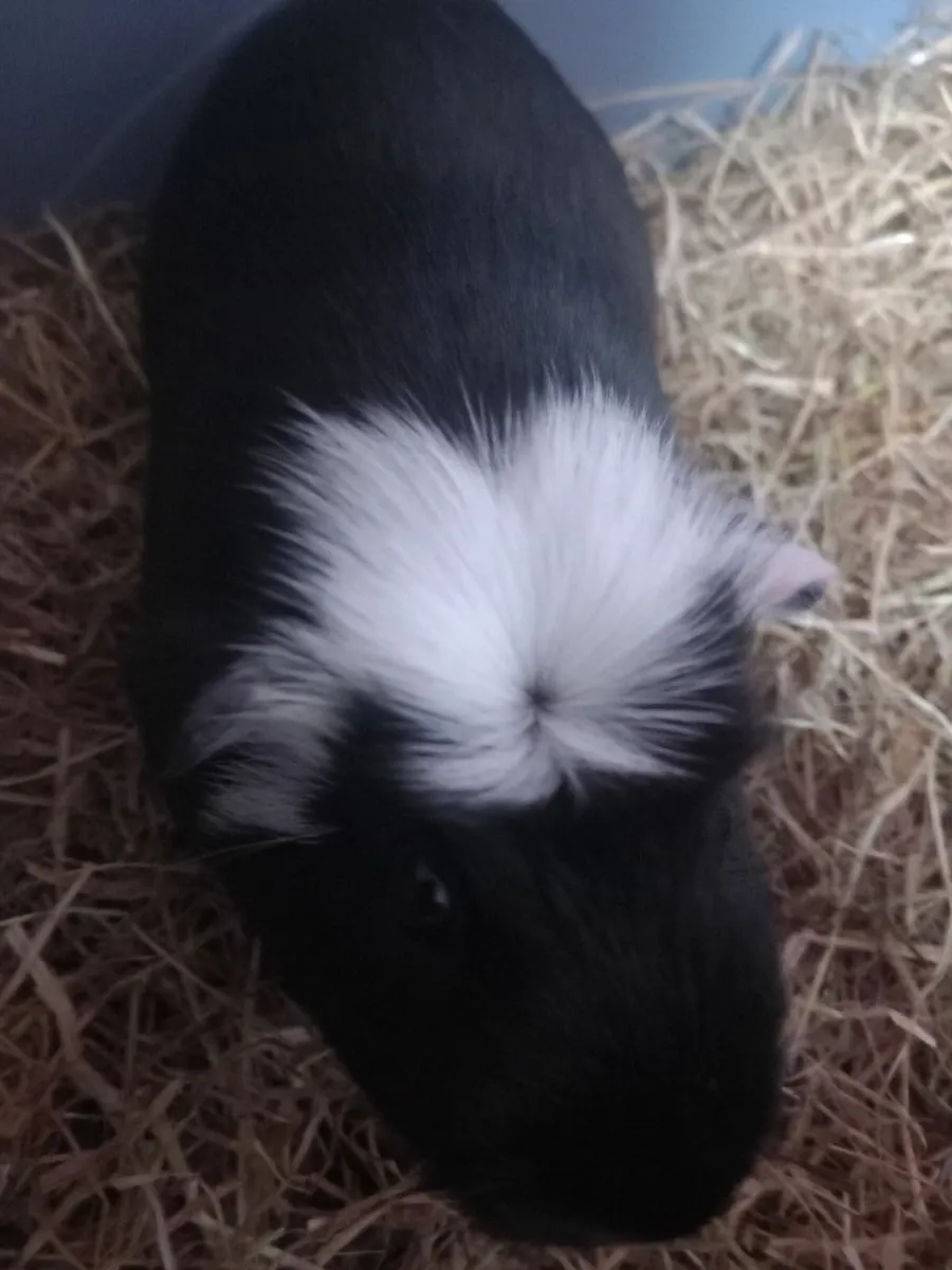 Guinea pigs cage,piggies,food and accessories - Image 2