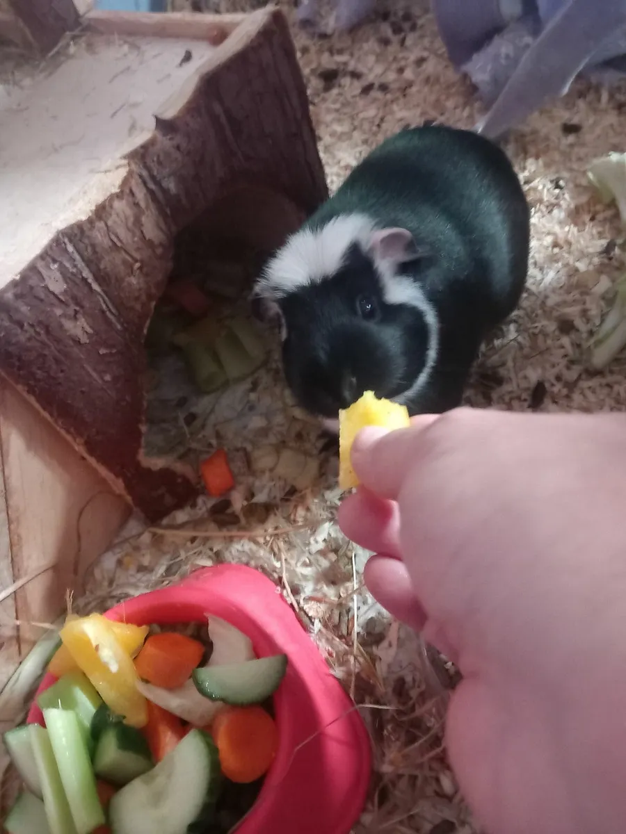 Guinea pigs cage,piggies,food and accessories - Image 1