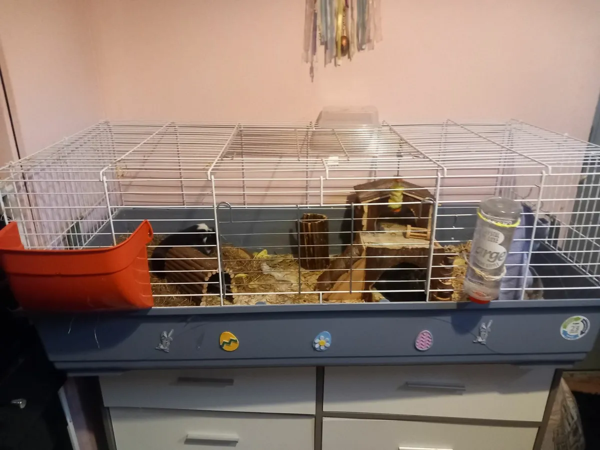 Guinea pigs cage,piggies,food and accessories - Image 3