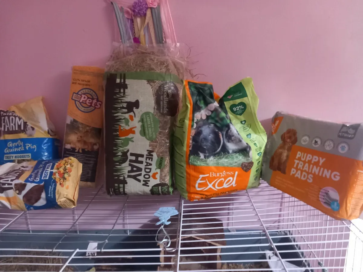 Guinea pigs cage,piggies,food and accessories - Image 4