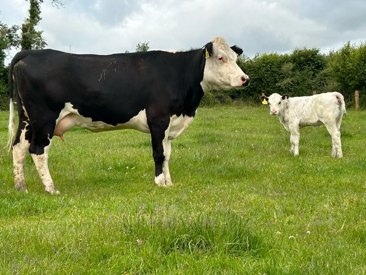 2 super second calved heifers and calf’s - Image 3