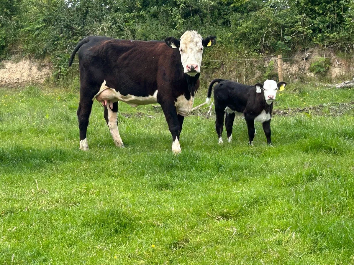 2 super second calved heifers and calf’s - Image 4