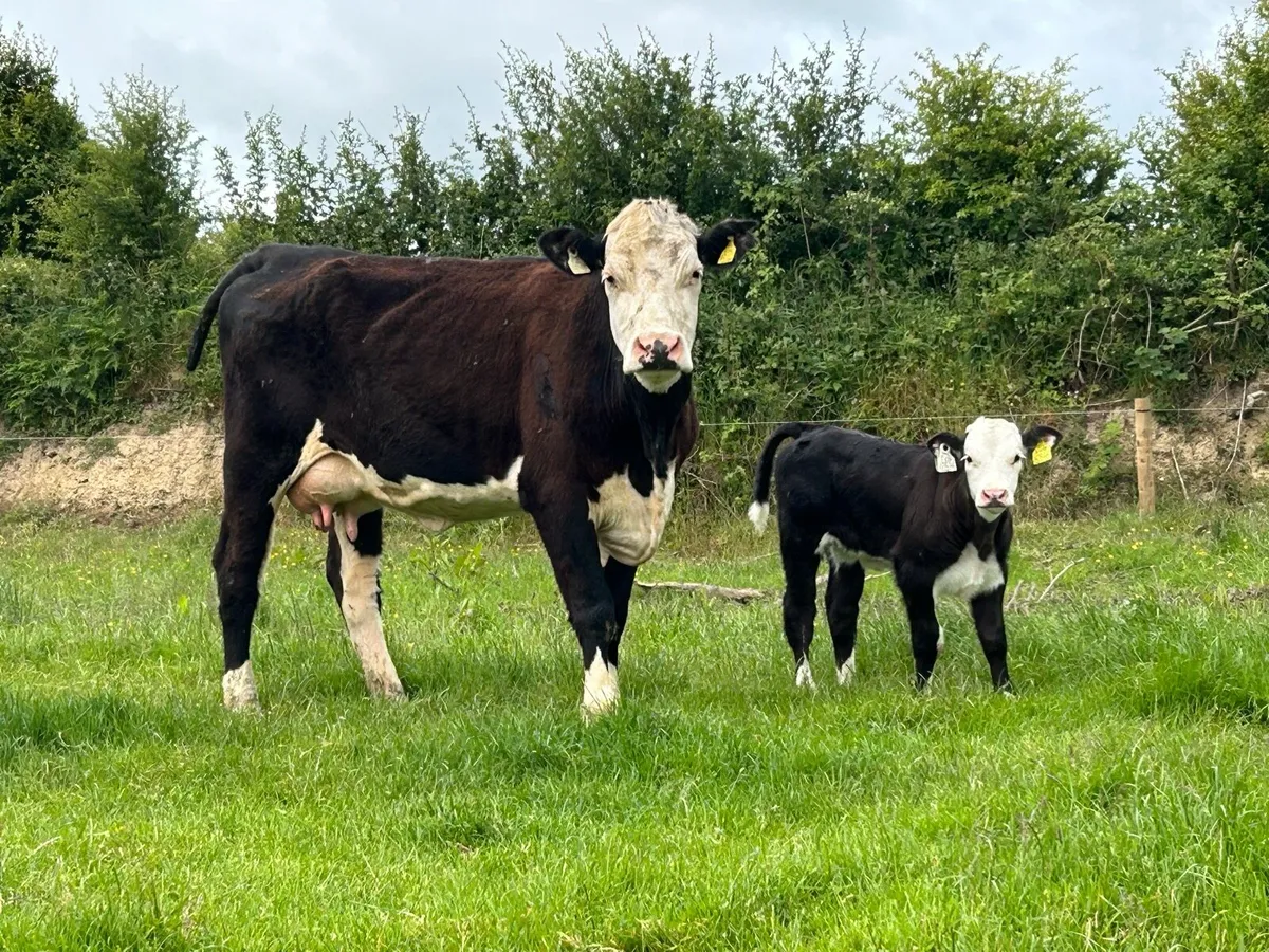 2 super second calved heifers and calf’s - Image 1